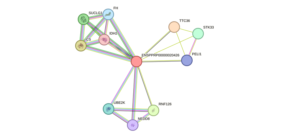 STRING protein interaction network