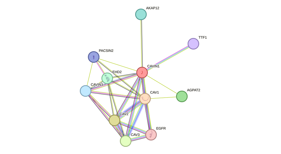 STRING protein interaction network