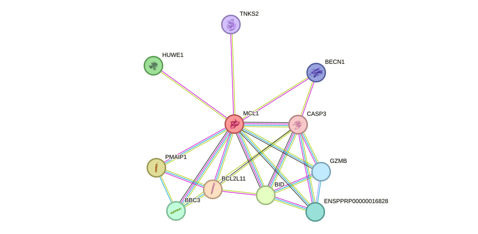 STRING protein interaction network