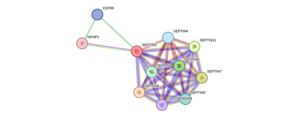 STRING protein interaction network