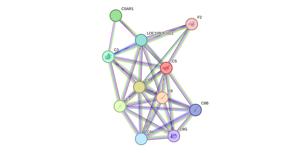 STRING protein interaction network