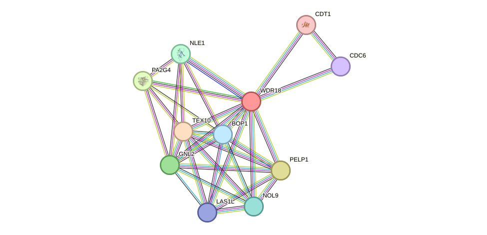 STRING protein interaction network