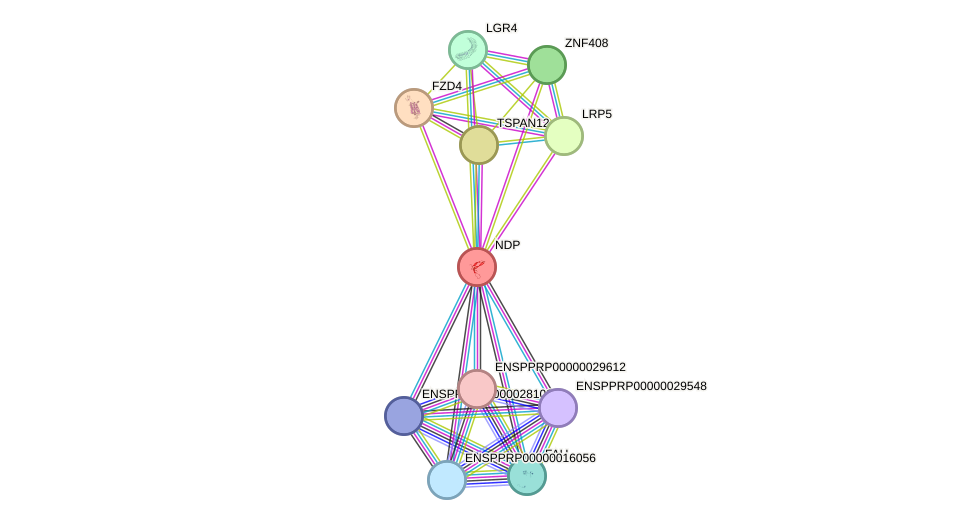 STRING protein interaction network