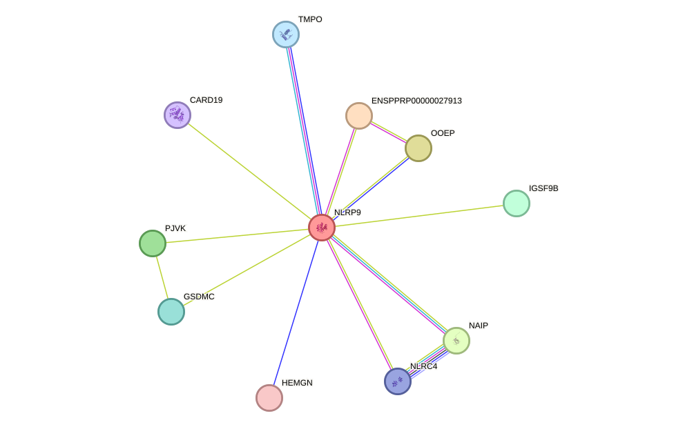 STRING protein interaction network