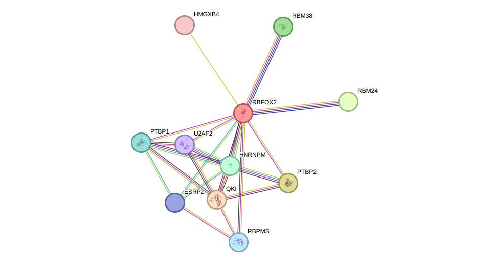 STRING protein interaction network