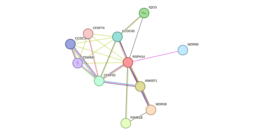 STRING protein interaction network