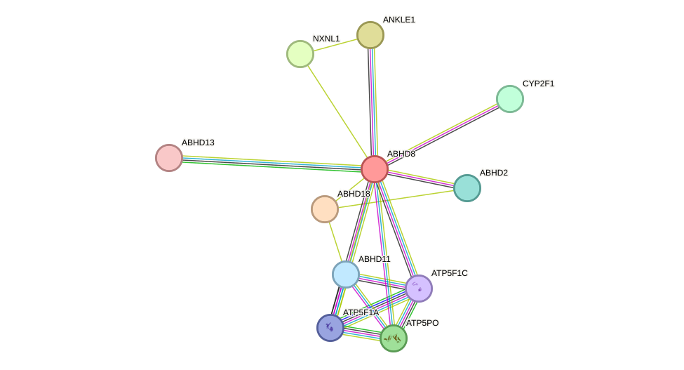 STRING protein interaction network