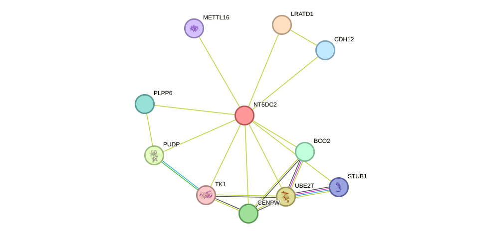 STRING protein interaction network