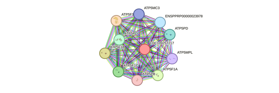 STRING protein interaction network