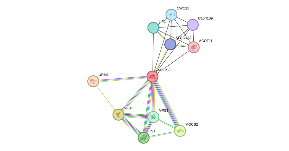 STRING protein interaction network