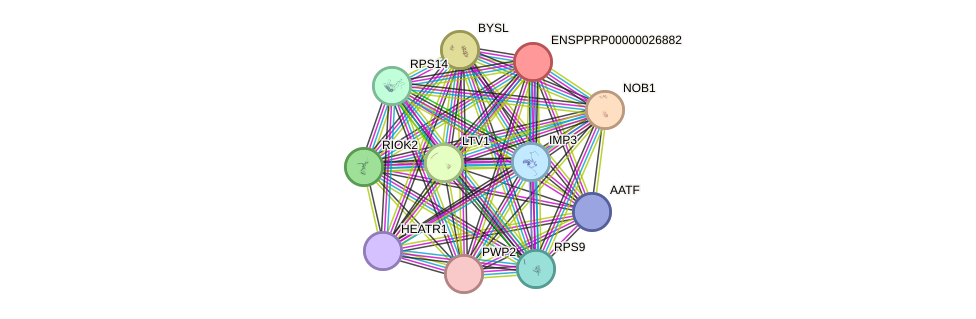 STRING protein interaction network