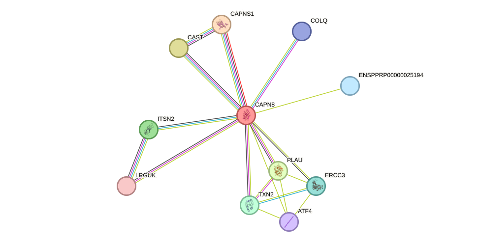 STRING protein interaction network