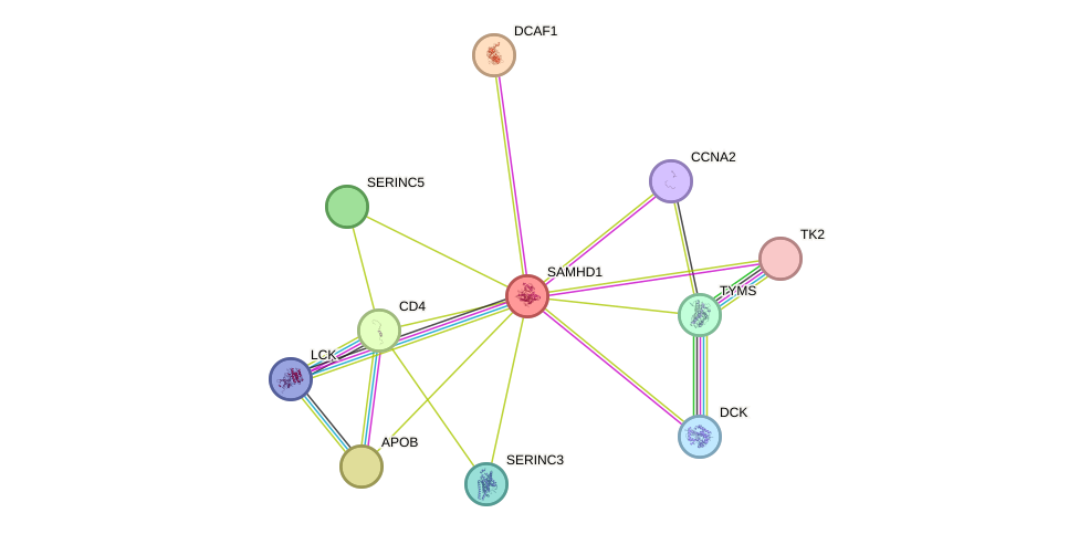 STRING protein interaction network