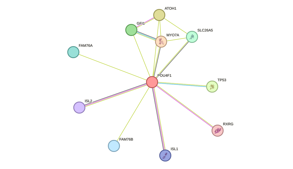 STRING protein interaction network