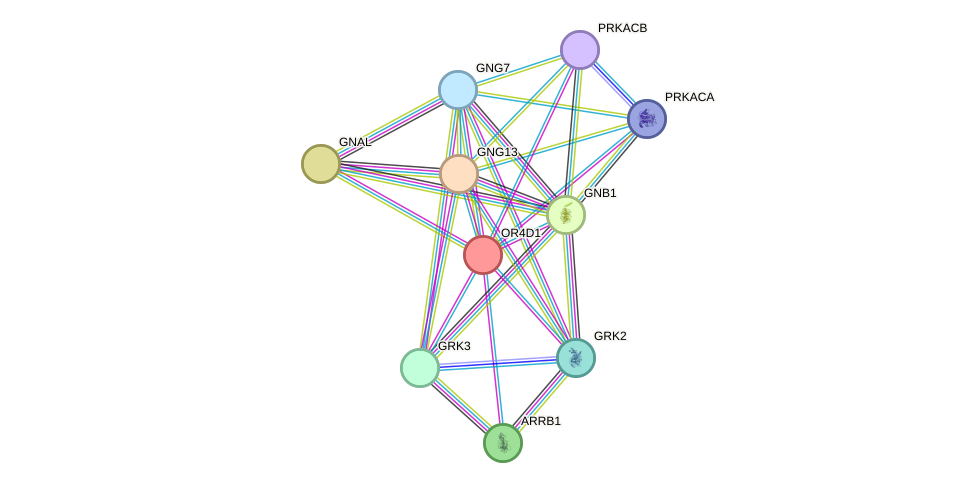 STRING protein interaction network