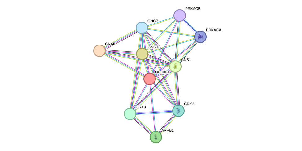 STRING protein interaction network