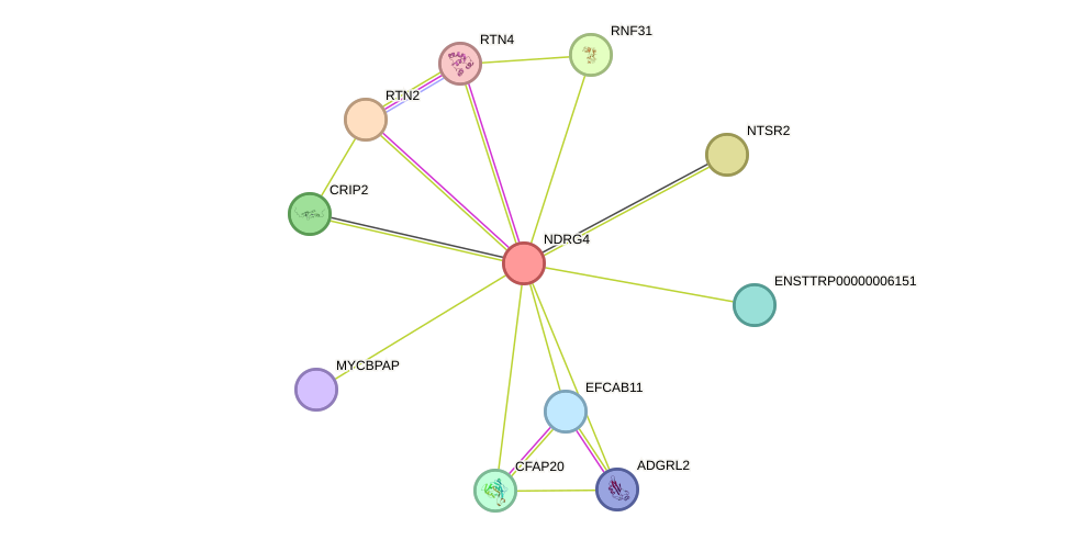 STRING protein interaction network