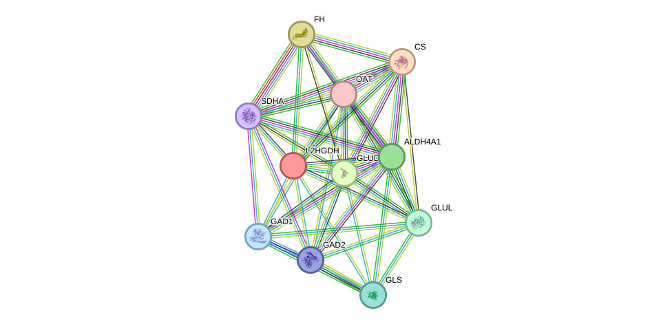 STRING protein interaction network