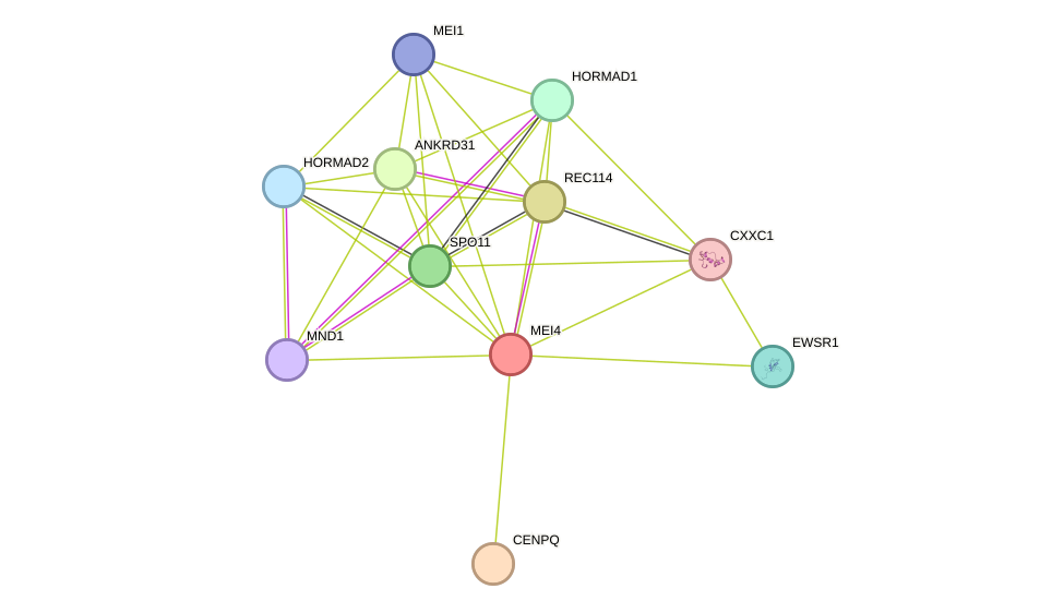 STRING protein interaction network