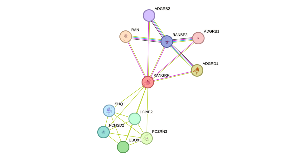 STRING protein interaction network