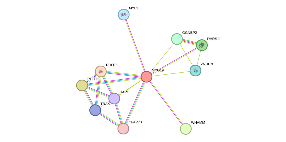 STRING protein interaction network