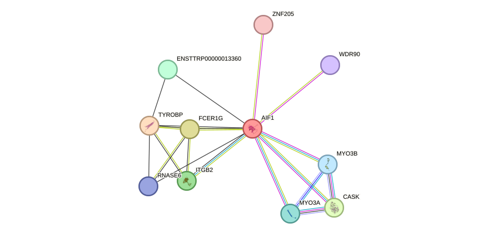 STRING protein interaction network