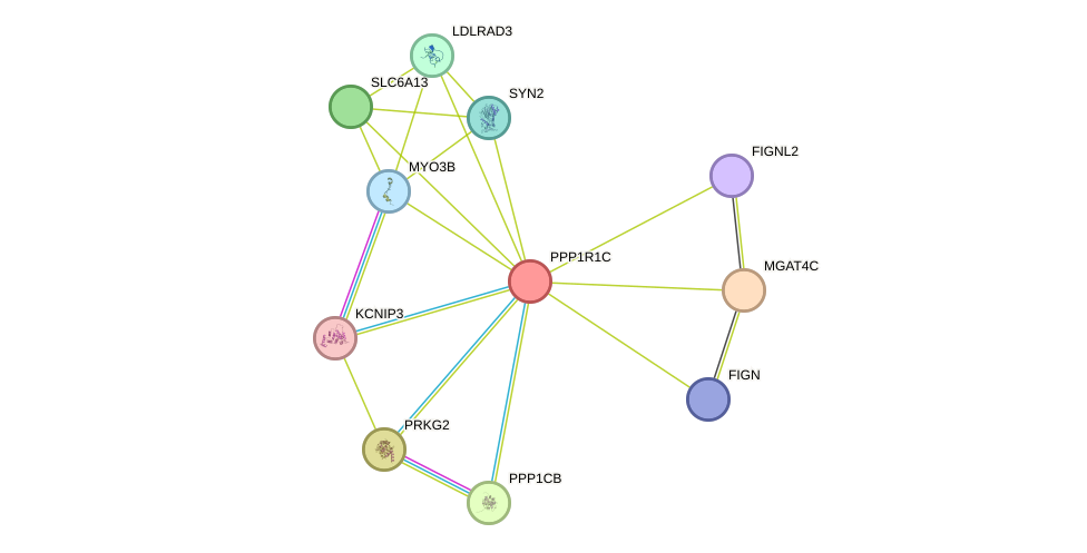 STRING protein interaction network