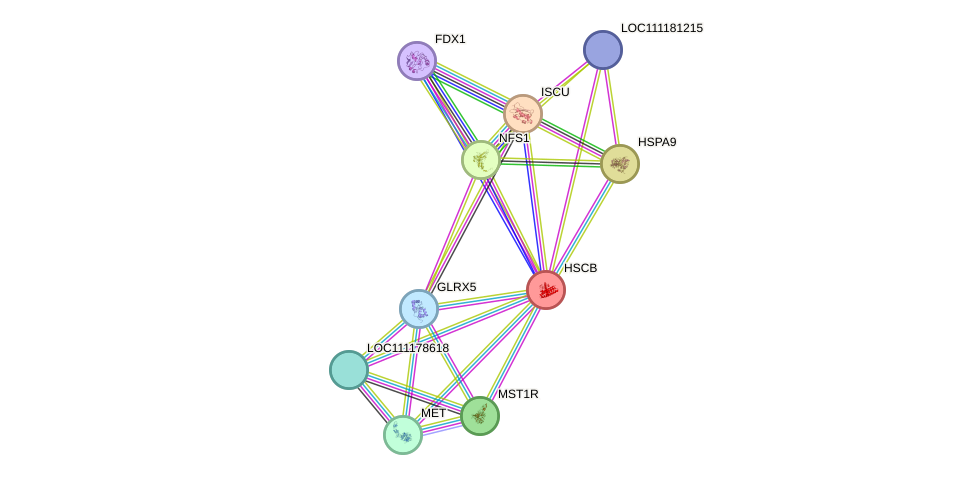 STRING protein interaction network