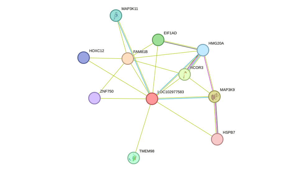 STRING protein interaction network