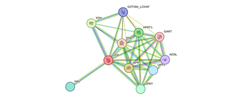 STRING protein interaction network