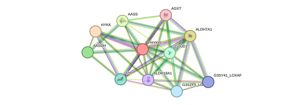 STRING protein interaction network