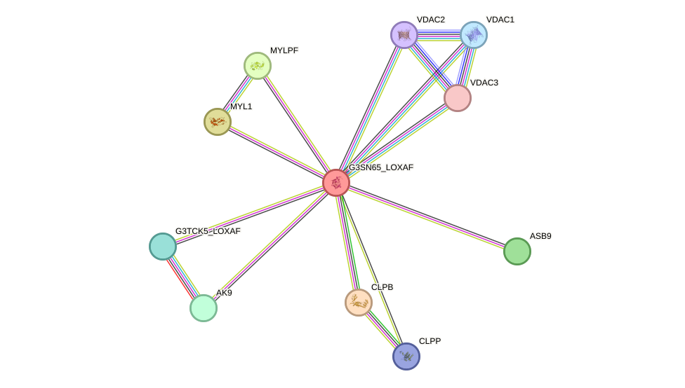 STRING protein interaction network