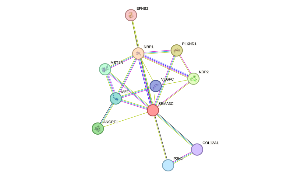 STRING protein interaction network