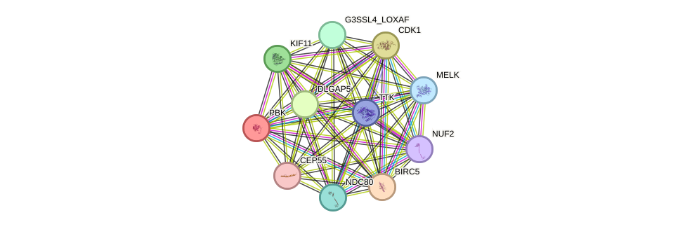 STRING protein interaction network