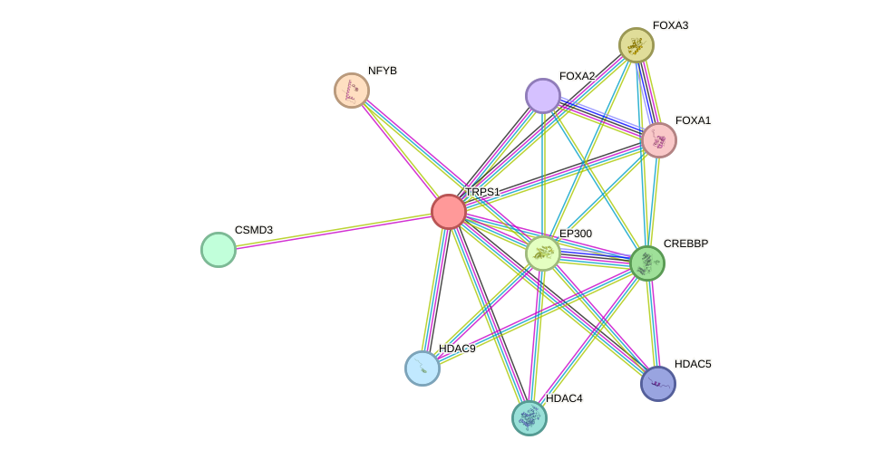 STRING protein interaction network