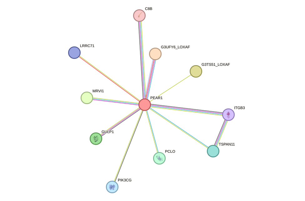 STRING protein interaction network