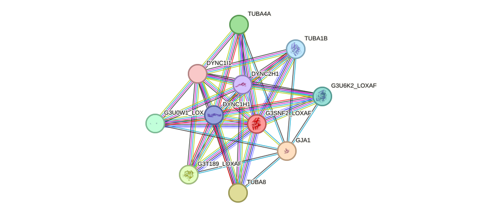 STRING protein interaction network