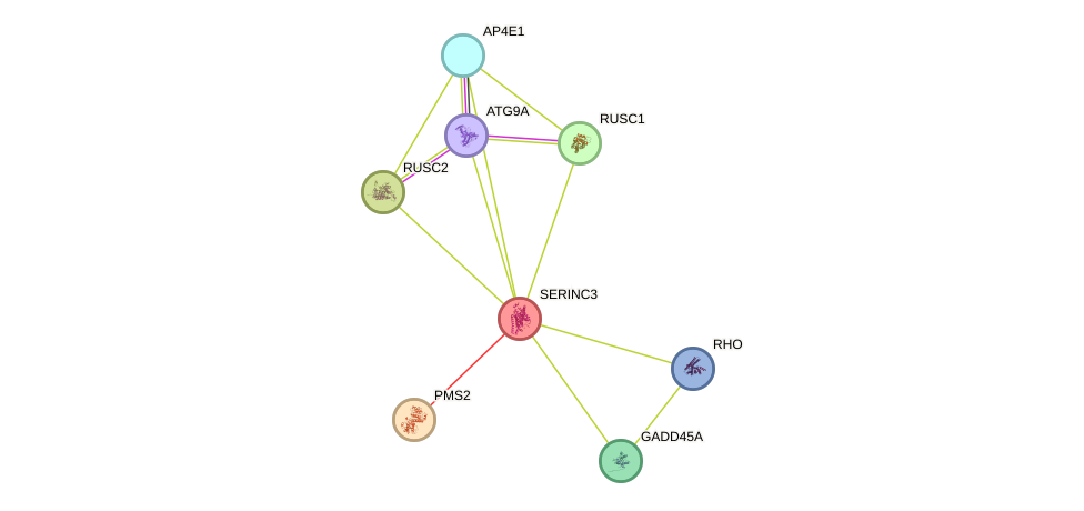 STRING protein interaction network