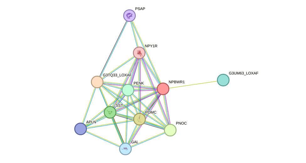STRING protein interaction network