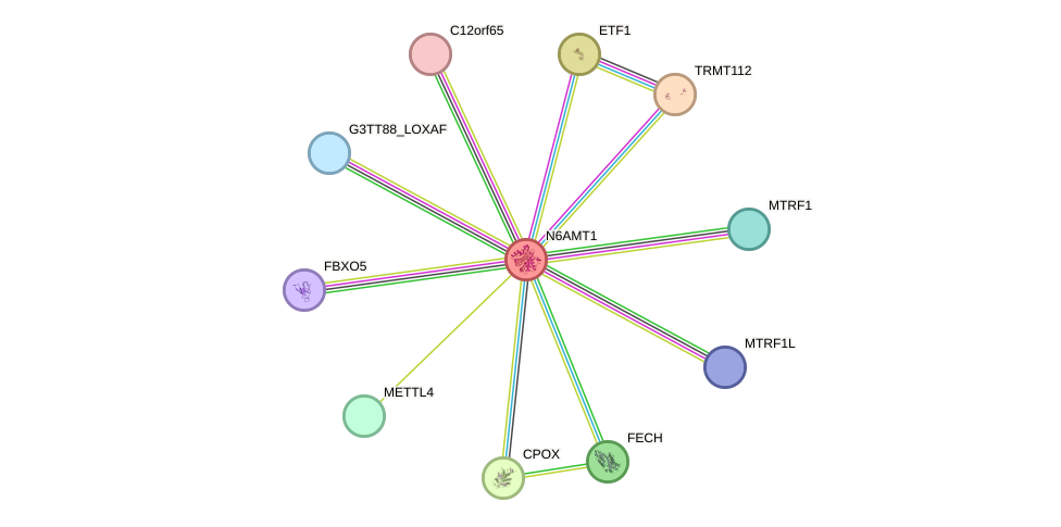 STRING protein interaction network