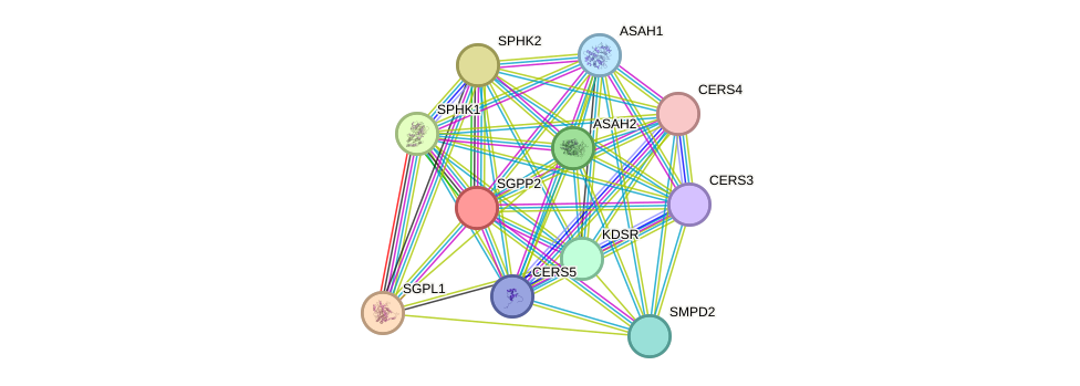 STRING protein interaction network
