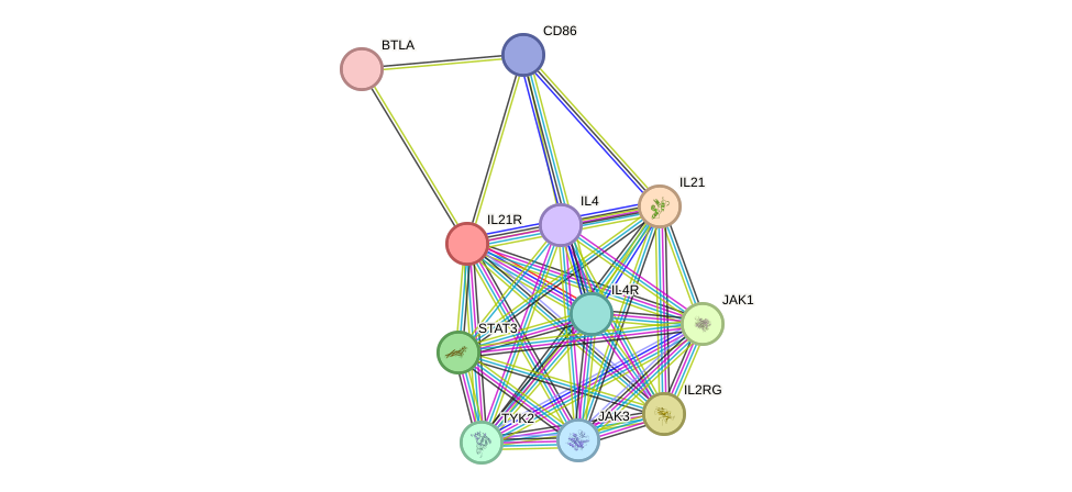STRING protein interaction network