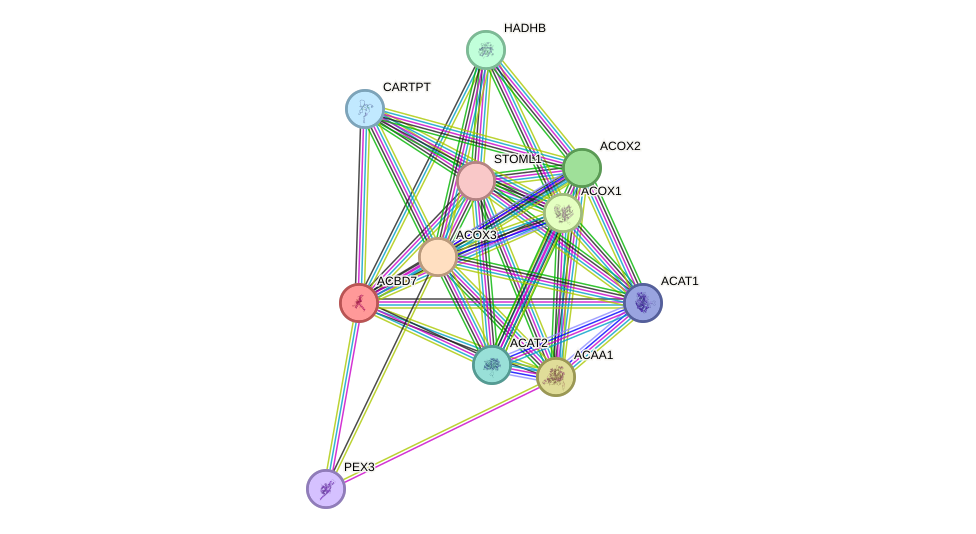 STRING protein interaction network