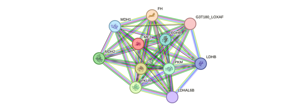 STRING protein interaction network