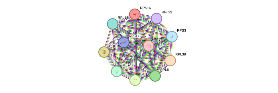 STRING protein interaction network