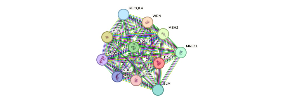 STRING protein interaction network