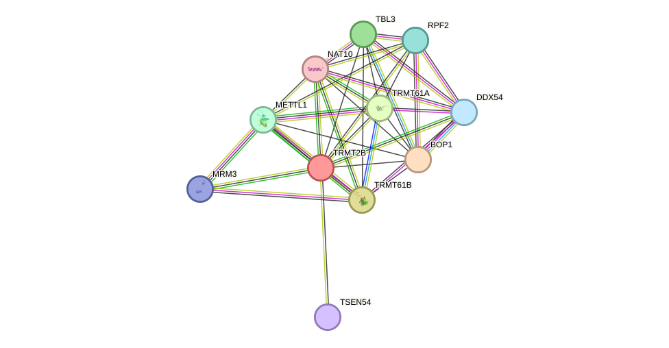 STRING protein interaction network