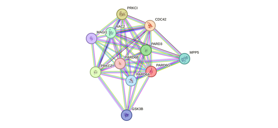 STRING protein interaction network