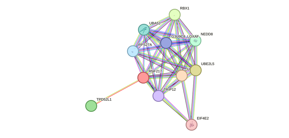 STRING protein interaction network