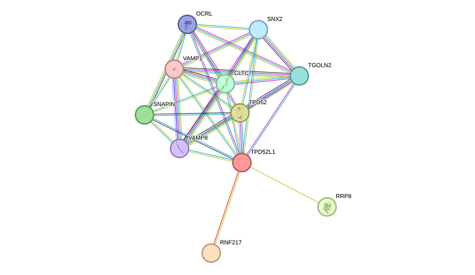 STRING protein interaction network